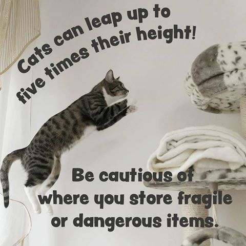 Cat Owners, Be Careful Where You Store Things!